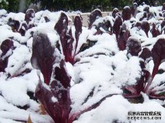苗木冬季管理——你準(zhǔn)備好了嗎？